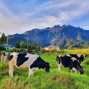 dresa dairy farm cows